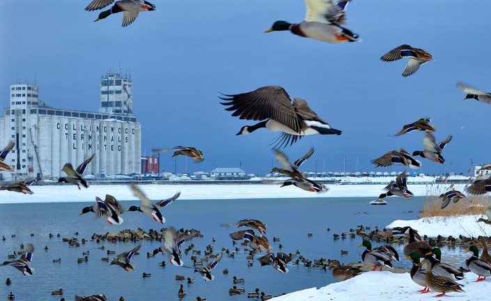 In Flight